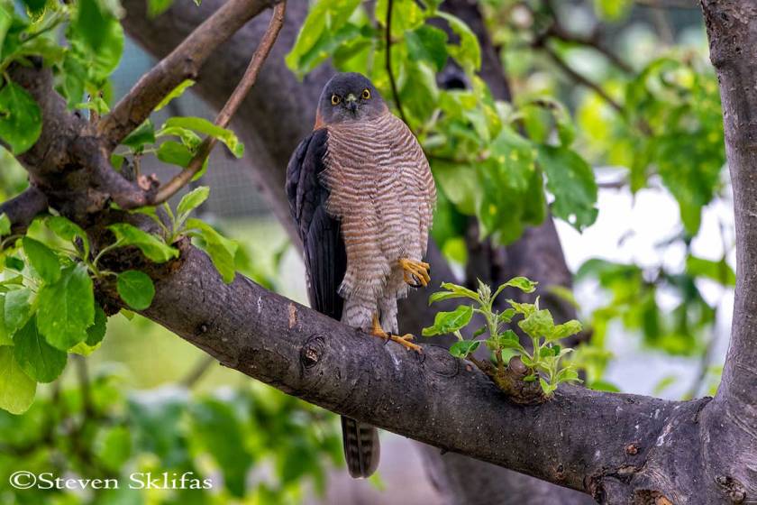 Collared Sparrowhawk. Melbourne. Australia.