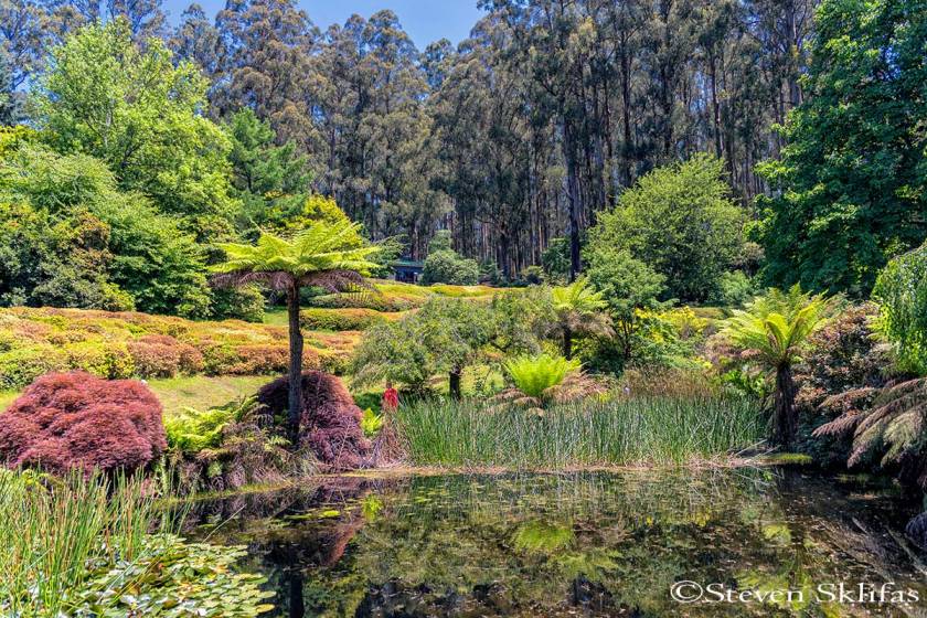 Dandenong Ranges Botanic Garden. Victoria. Australia.