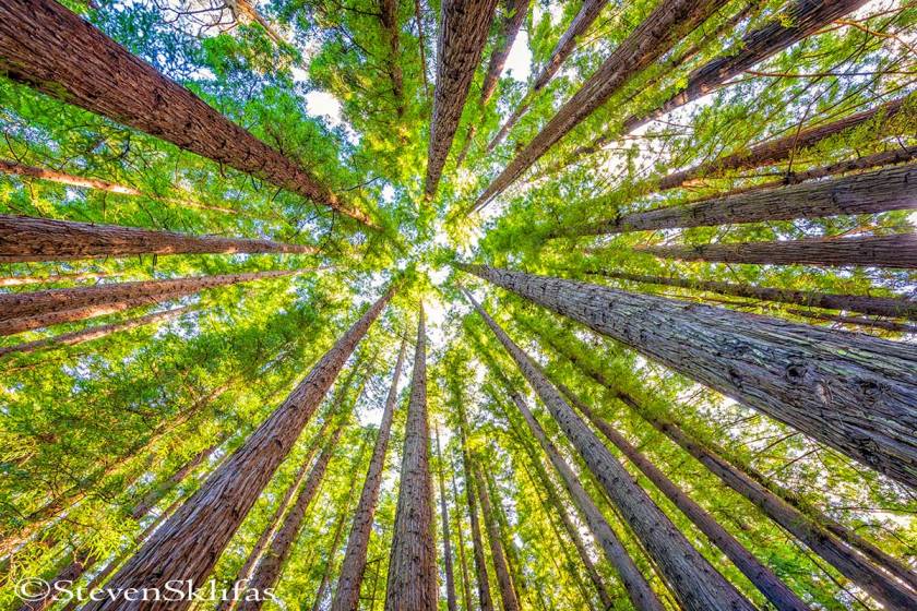 Redwood Forest. Warburton. Victoria. Australia