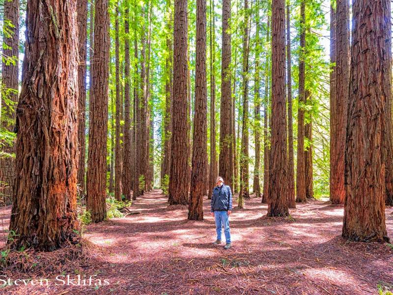 California Redwoods, Giants from a Lost World – Warbuton&nbsp;Australia.