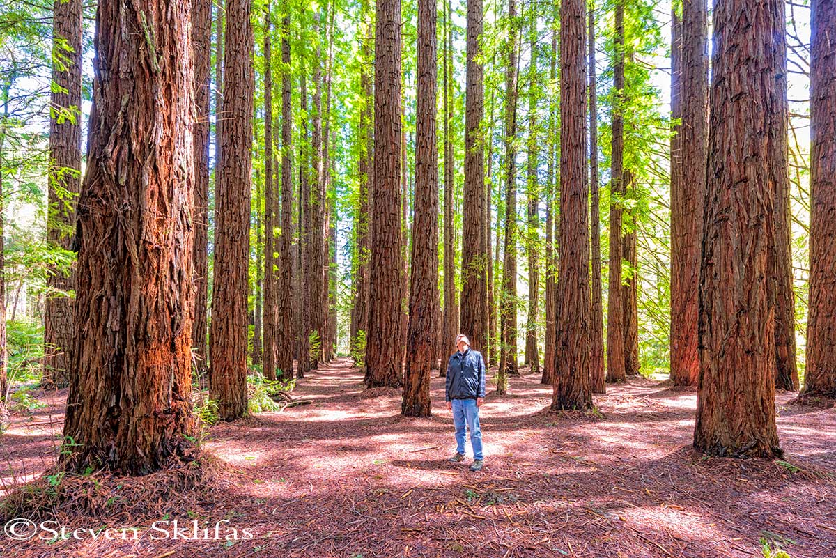 Redwood Forest. Warburton. Victoria. Australia